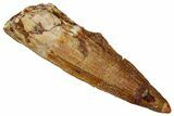 Juvenile Fossil Spinosaurus Tooth - Real Dinosaur Tooth #289808-1